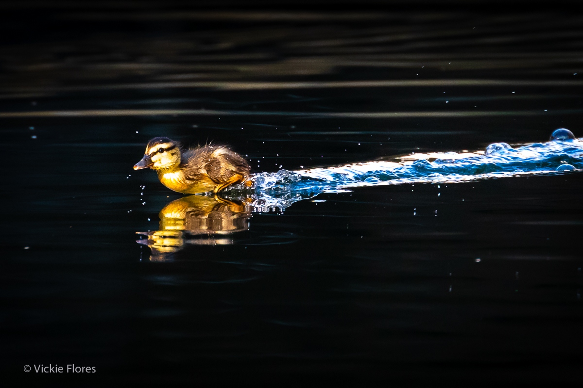 A newly born duckling runs across the water on the Wapping canal