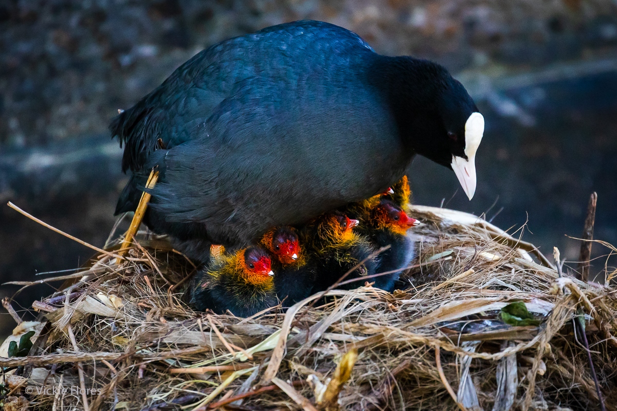Mother coot keeps her chicks warm on a nest in Wapping