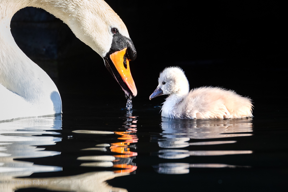 A swan and its cygnet swim on the canal in Wapping
