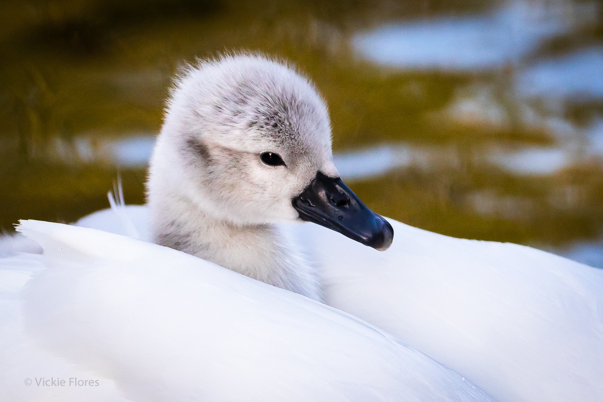A swan cygnet rides on its mothers back as she swims on the canal in Wapping