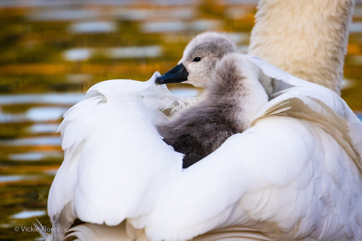 A swan cygnet rides on its mothers back as she swims on the canal in Wapping