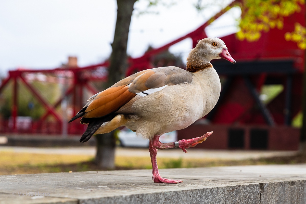 Father Egyptian goose practices his poses at Shadwell Basin