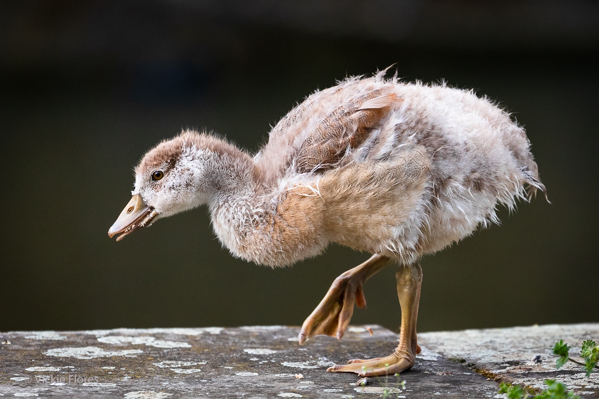 An Egyptian goose gosling copies father gooses poses