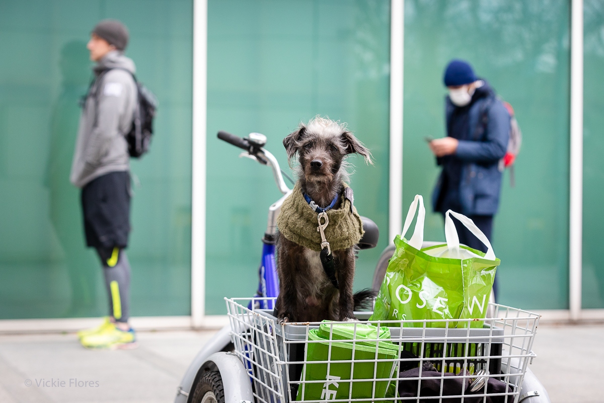Local resident John's dog dog Millie waits patiently in his tricycle basket whilst he shops for vulnerable residents